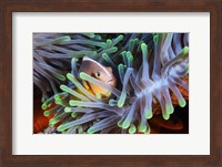 Clownfish Fine Art Print