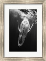 Black & Whale Fine Art Print