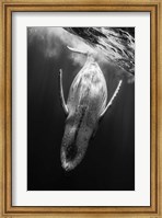 Black & Whale Fine Art Print