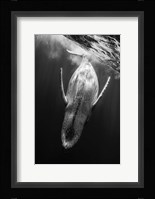 Black & Whale Fine Art Print