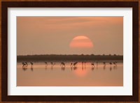 Flamingos At Sunrise Fine Art Print