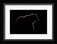 Highlight Fine Art Print