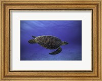 Green Turtle In The Blue Fine Art Print