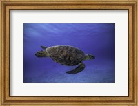Green Turtle In The Blue Fine Art Print