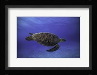 Green Turtle In The Blue Fine Art Print