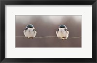 Birds On A Wire Fine Art Print