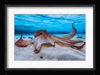Octopus Fine Art Print