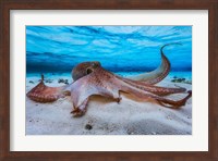 Octopus Fine Art Print
