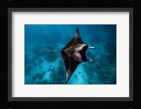 Manta Fly! Fine Art Print