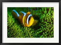 Yellow Clownfish On Green Anemon Fine Art Print