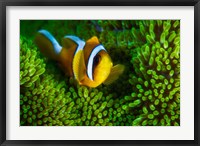 Yellow Clownfish On Green Anemon Fine Art Print