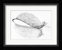 The Old Leaf Fine Art Print