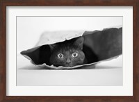 Cat In A Bag Fine Art Print