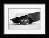 Cat In A Bag Fine Art Print