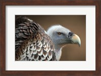 Vulture Fine Art Print