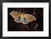 Polyphemus Fine Art Print