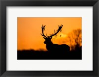 Red Deer Stag Silhouette Fine Art Print