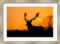 Red Deer Stag Silhouette Fine Art Print