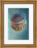 Jellyfish - Phylorhiza Punctata Fine Art Print
