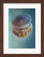 Jellyfish - Phylorhiza Punctata Fine Art Print