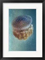 Jellyfish - Phylorhiza Punctata Fine Art Print