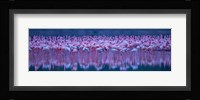 Flamingos Fine Art Print