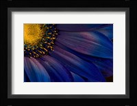 Blue Rays Fine Art Print