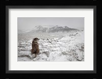 Snowstorm Fine Art Print