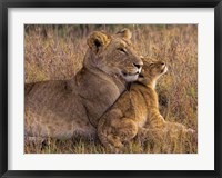 Baby Lion With Mother Fine Art Print