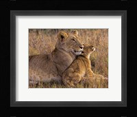Baby Lion With Mother Fine Art Print