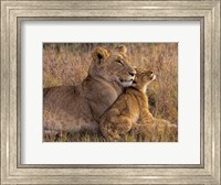 Baby Lion With Mother Fine Art Print