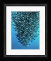Schooling Jackfishes Fine Art Print