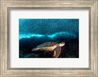 Turtle And Sardines Fine Art Print