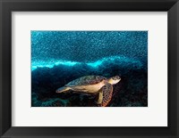 Turtle And Sardines Fine Art Print