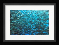 Splitted School Of Jackfish Fine Art Print