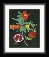 Pomegranate Study II Fine Art Print