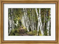 A Walk Through the Birch Trees Fine Art Print