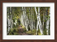 A Walk Through the Birch Trees Fine Art Print