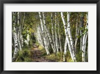 A Walk Through the Birch Trees Fine Art Print
