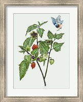 Cape Gooseberry I Fine Art Print