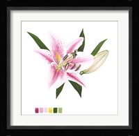 Brighton Blooms II Framed Print