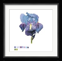 Brighton Blooms IV Framed Print