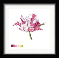 Brighton Blooms V Framed Print
