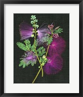 Calliandra Surinamensis I Framed Print