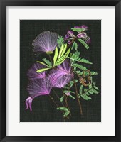 Calliandra Surinamensis II Framed Print