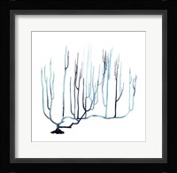 Fan de la Mer IV Framed Print