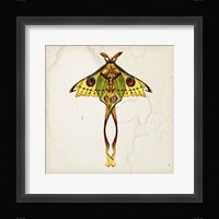 Butterfly Study I Framed Print