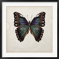 Butterfly Study III Fine Art Print