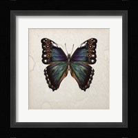 Butterfly Study III Framed Print