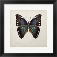Butterfly Study III Framed Print